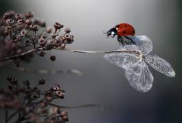 Ladybird on hydrangea (Ellen van Deelen) - Muzeo.com