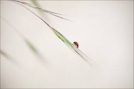 Ladybug (Anna Cseresnjes ) - Muzeo.com