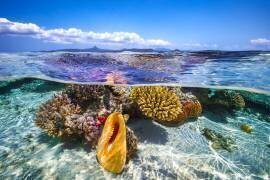 Lagoon life (Gabriel Barathieu) - Muzeo.com
