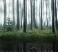 Lake in forest (Christian Lindsten) - Muzeo.com