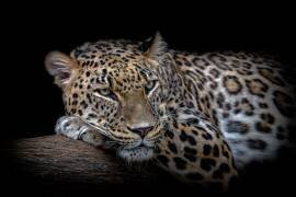 Leopard resting (Nauzet Baez) - Muzeo.com