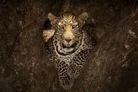 Leopard Resting on a Tree at Masai Mara (Ozkan Ozmen) - Muzeo.com
