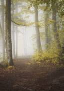 Let's go for a walk (Norbert Maier) - Muzeo.com