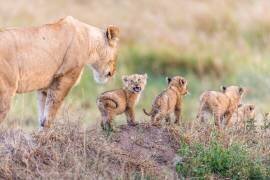 Let's Go Mom (Ted Taylor) - Muzeo.com