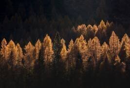Light for a few (Michel Manzoni) - Muzeo.com