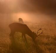 Light means everything... (Robert Fabrowski) - Muzeo.com