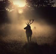 Light means everything (Robert Fabrowski) - Muzeo.com