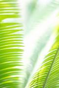 Light Palm tree leaves 1 (1x Studio III) - Muzeo.com