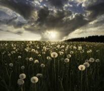 Lightbulbs (Christian Lindsten) - Muzeo.com