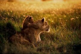 Lion ; African Lion (Panthera leo) mother with cub at dawn, Serengeti National Park, Tanzania (Mitsuaki Iwago) - Muzeo.com