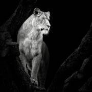 Lioness (Christian Meermann) - Muzeo.com