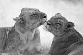 Lions (Marco Pozzi) - Muzeo.com
