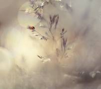 Little lady (Heidi Westum) - Muzeo.com