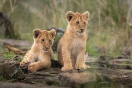 Little lion cubs (Daniel Katz) - Muzeo.com