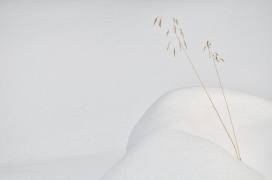 Lonely in the snow (Miquel Angel artus) - Muzeo.com