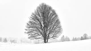 Lonely tree (Martin Froyda) - Muzeo.com