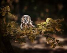 Long eared owl (Michaela Firesova) - Muzeo.com