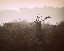 Longing for the great forest (Robert Fabrowski) - Muzeo.com