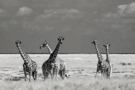 Look Girl Strange Animals (Mathilde Guillemot) - Muzeo.com