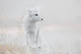 Looking around (Roelof de Hoog) - Muzeo.com