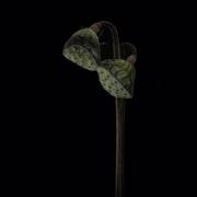 Lotus heads (Lotte Gronkjar) - Muzeo.com