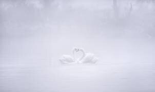 Love in the foggy morning (Joan Zhang) - Muzeo.com