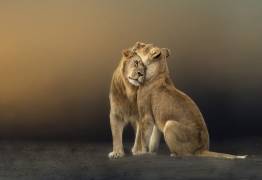 Love is Universal (Marketa Zvelebil) - Muzeo.com