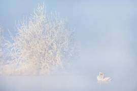 Love story in the Winter (Annie Poreider) - Muzeo.com