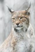 Lynx portrait in the fog (Santiago Pascual Buye) - Muzeo.com