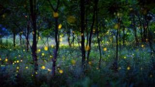 Magic fireflies (Hua Zhu) - Muzeo.com