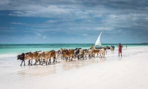 Masai cattle on Zanzibar beach (Jeffrey C. Sink) - Muzeo.com