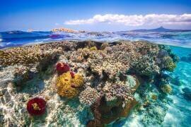Mayotte : The Reef (Gabriel Barathieu) - Muzeo.com