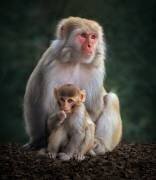 Me and Mamma (Sayyed Nayyer Reza) - Muzeo.com