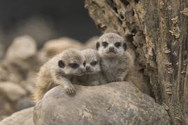 Meerkat siblings 4 weeks old (Gert van den Bosch) - Muzeo.com