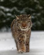 Meet the lynx (Michaela Firesova) - Muzeo.com