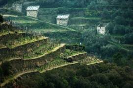 Melancholy in green (Jure Kravanja) - Muzeo.com