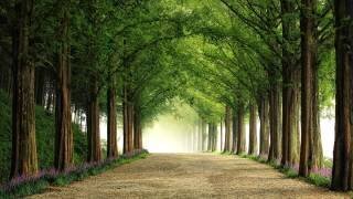 Metasequoia Road (Tiger Seo) - Muzeo.com