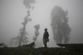 Mist and trees, Darjeeling, West Bengal, India (Timothy Allen) - Muzeo.com
