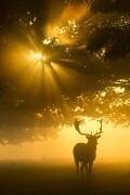 Mist on tree can't stop sunshine (Kutub Uddin) - Muzeo.com