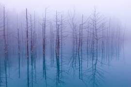 Misty Blue Pond (Osamu Asami) - Muzeo.com