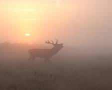 Misty Morning Stag (Greg Morgan) - Muzeo.com