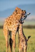Mom Love (Mohammed Alnaser) - Muzeo.com