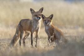Mom with cub (Tracy) - Muzeo.com