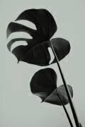 Monstera Teal 01 (1x Studio III) - Muzeo.com