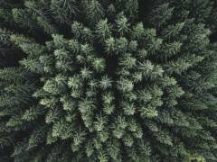 Moody forest from above (Christian Lindsten) - Muzeo.com