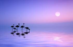 Morning Flamingo (Bess Hamiti) - Muzeo.com