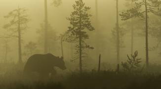 Morning Fog (Svein Ove Linde) - Muzeo.com