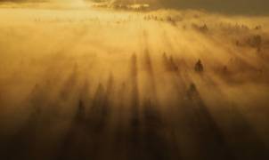 Morning in the forest (Ales Krivec) - Muzeo.com