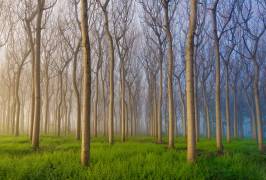 Morning of the Forest (Andy Chan ) - Muzeo.com