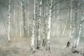 Morning silence (Nel Talen) - Muzeo.com